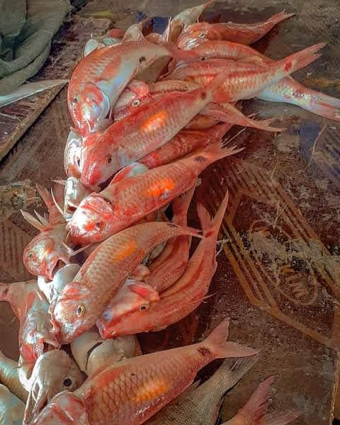 Mkundaji (Red Mullet) - Mombasa Fish Market