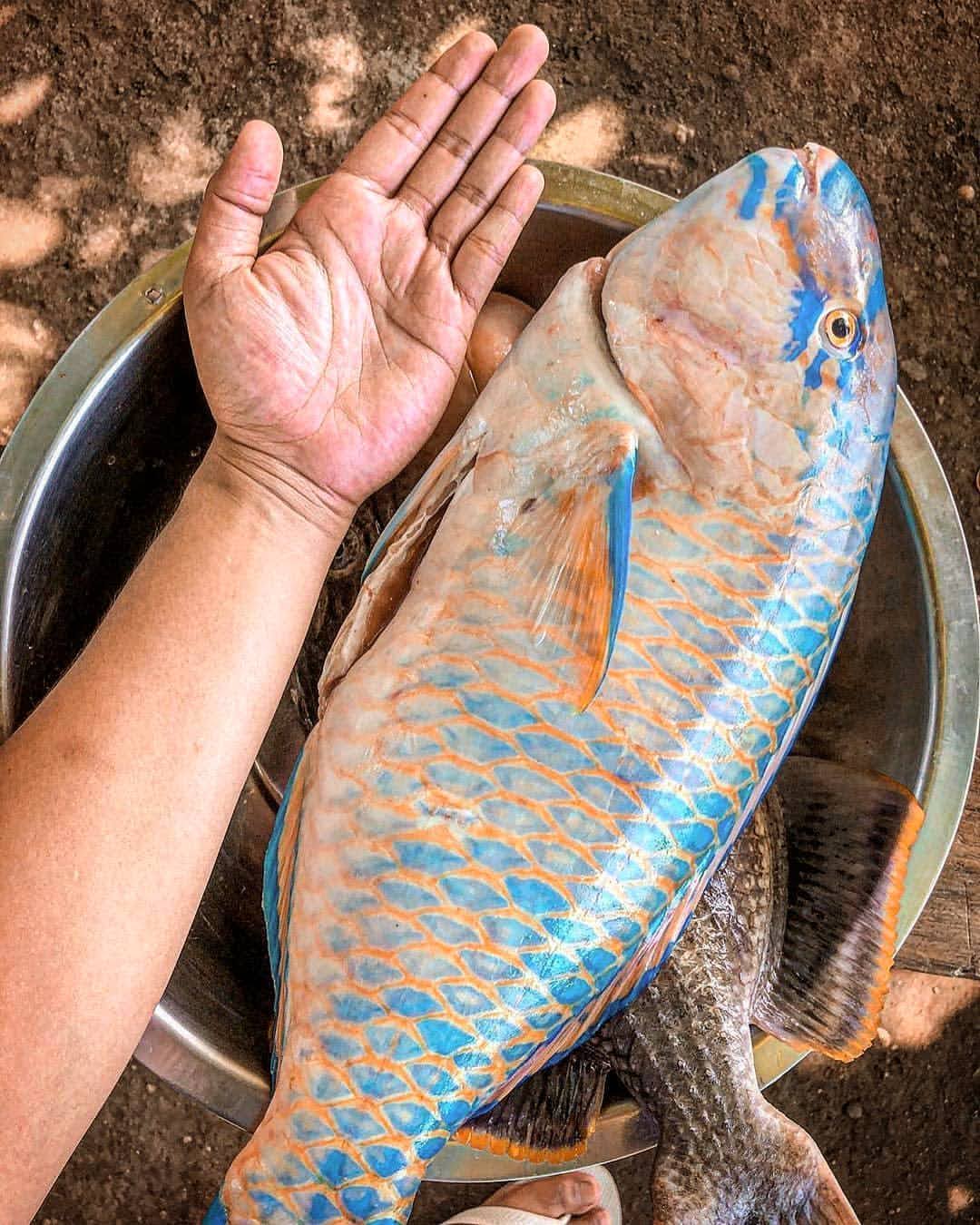 Pono (Parrot Fish) - Mombasa Fish Market