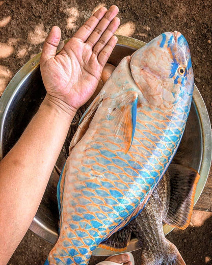 Pono (Parrot Fish) - Mombasa Fish Market