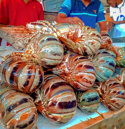 Lobster - Mombasa Fish Market