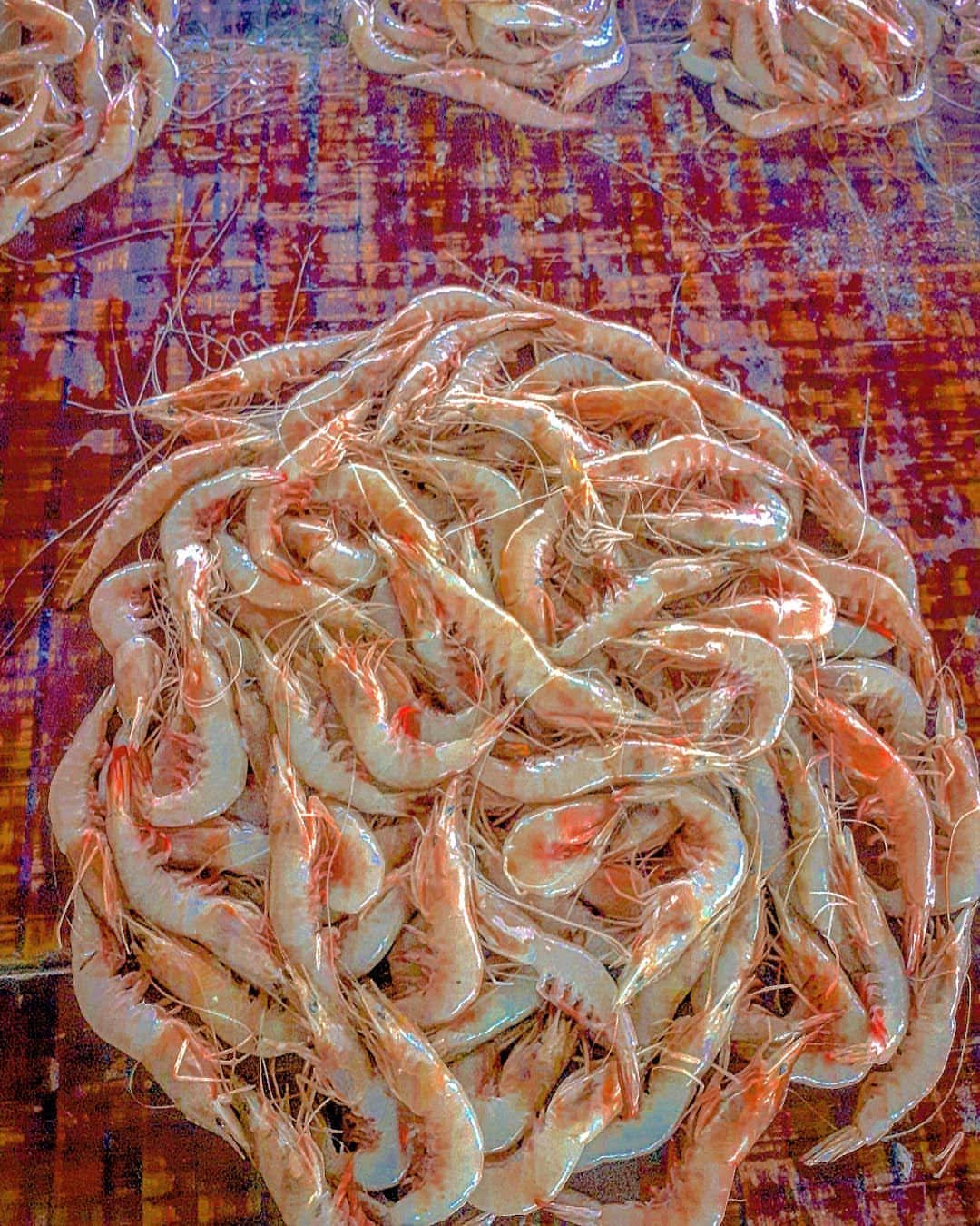 Prawns S2 - Mombasa Fish Market