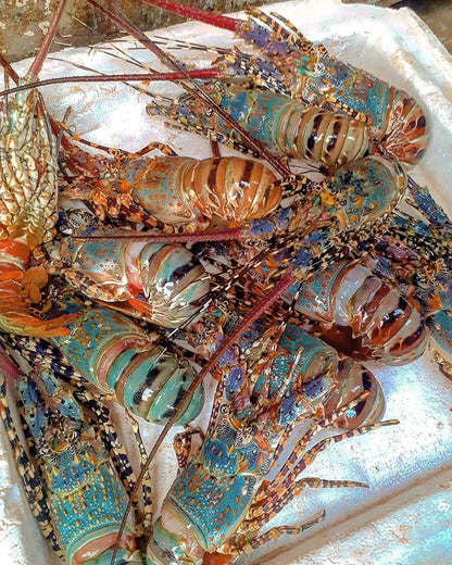 Lobster - Mombasa Fish Market