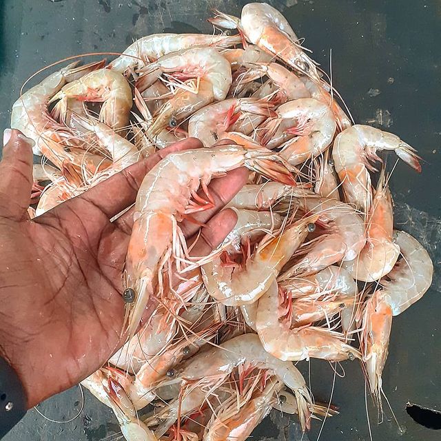 Prawns S2 - Mombasa Fish Market