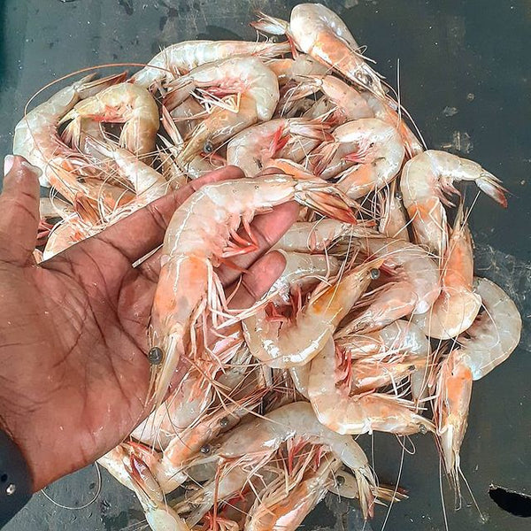 Prawns S2 - Mombasa Fish Market