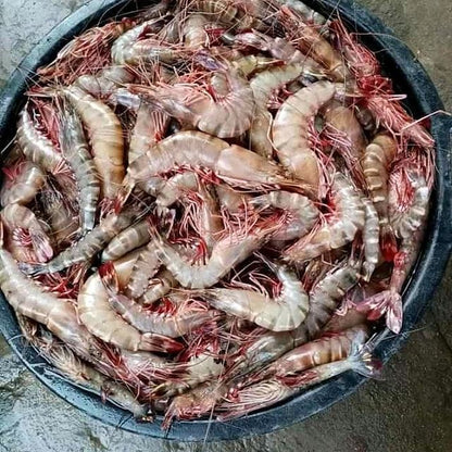 Prawns Tiger - Mombasa Fish Market