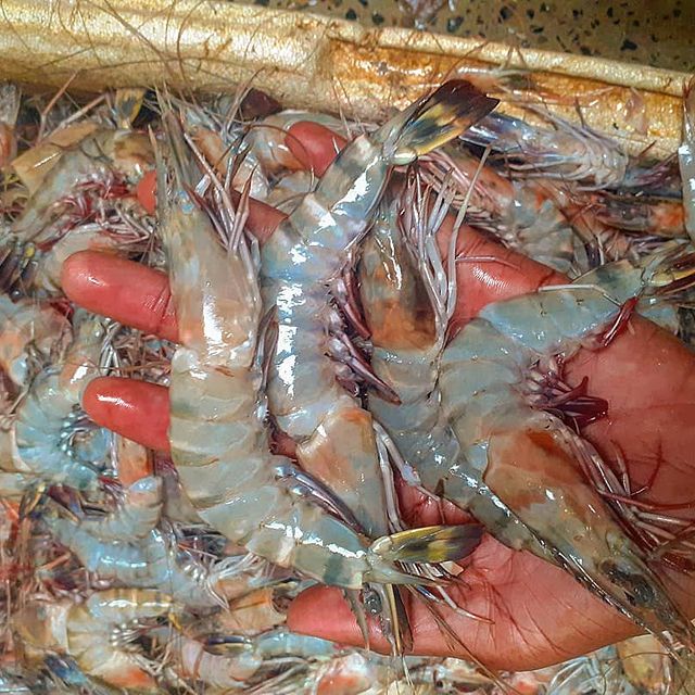 Prawns King - Mombasa Fish Market