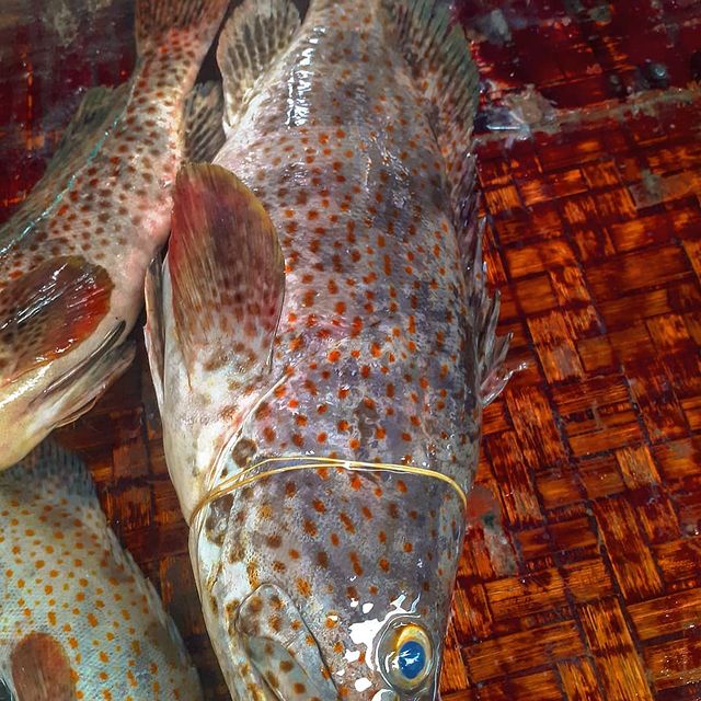 Tewa (Grouper Fish) - Mombasa Fish Market