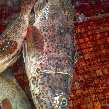 Tewa (Grouper Fish) - Mombasa Fish Market