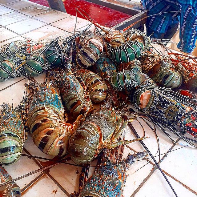 Lobster - Mombasa Fish Market