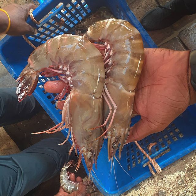 Prawns Jumbo - Mombasa Fish Market