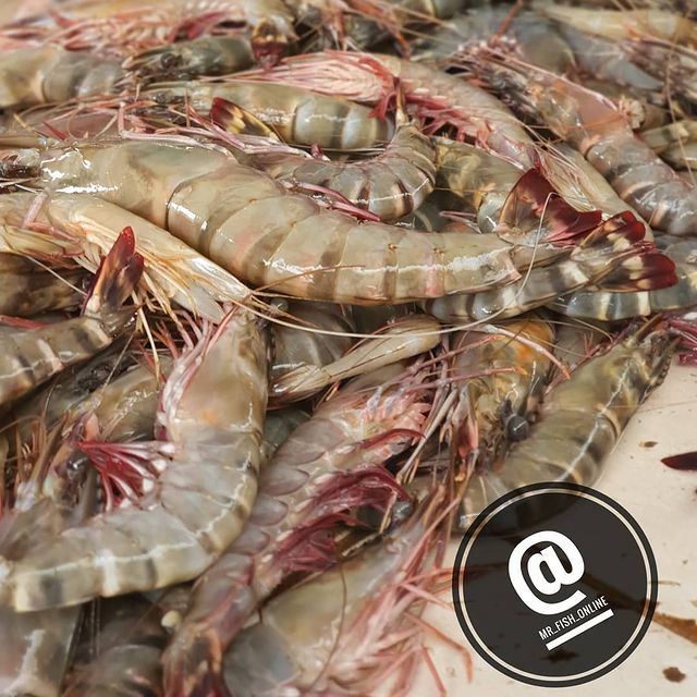 Prawns King - Mombasa Fish Market