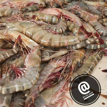 Prawns King - Mombasa Fish Market