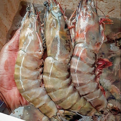 Prawns Jumbo - Mombasa Fish Market