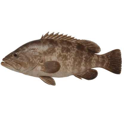Tewa (Grouper Fish) - Mombasa Fish Market
