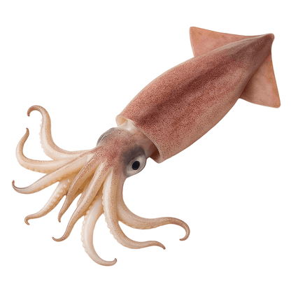 Ngisi (Calamari) Squid - Mombasa Fish Market