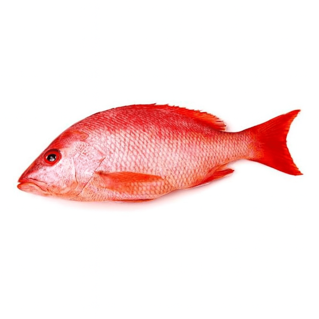 Red Snapper - Mombasa Fish Market