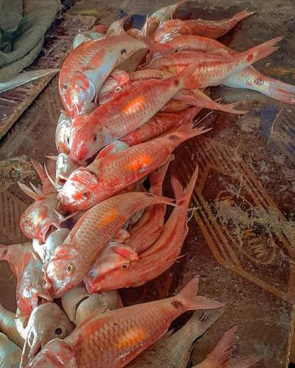 Mkundaji (Red Mullet) - Mombasa Fish Market