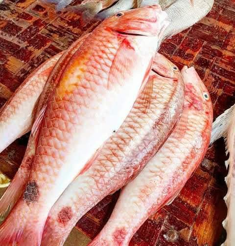 Mkundaji (Red Mullet) - Mombasa Fish Market