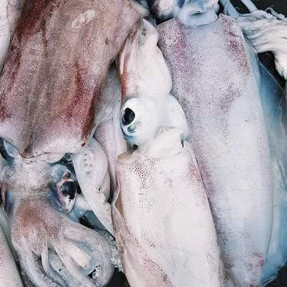 Ngisi (Calamari) Squid - Mombasa Fish Market
