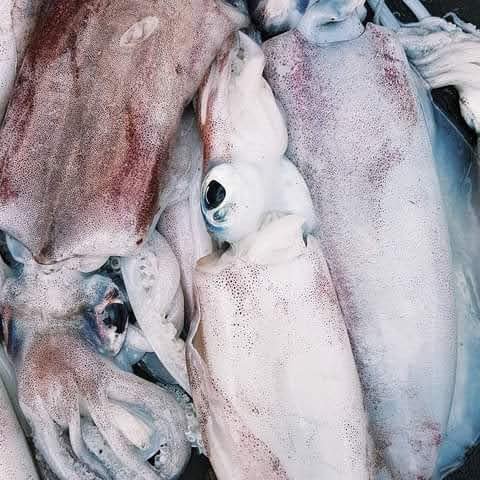 Ngisi (Calamari) Squid - Mombasa Fish Market