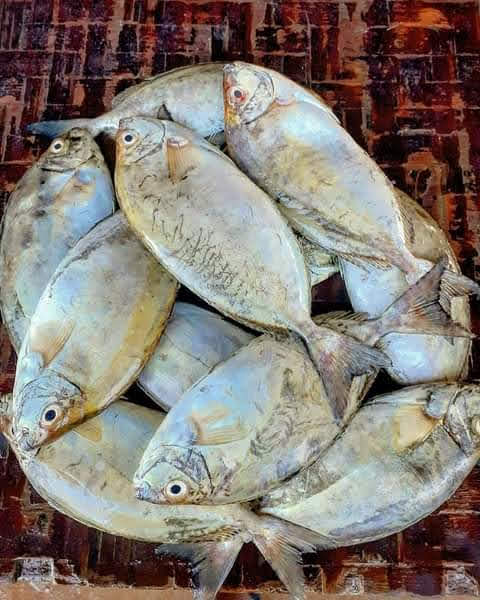 Tafi (Rabbit fish) - Mombasa Fish Market