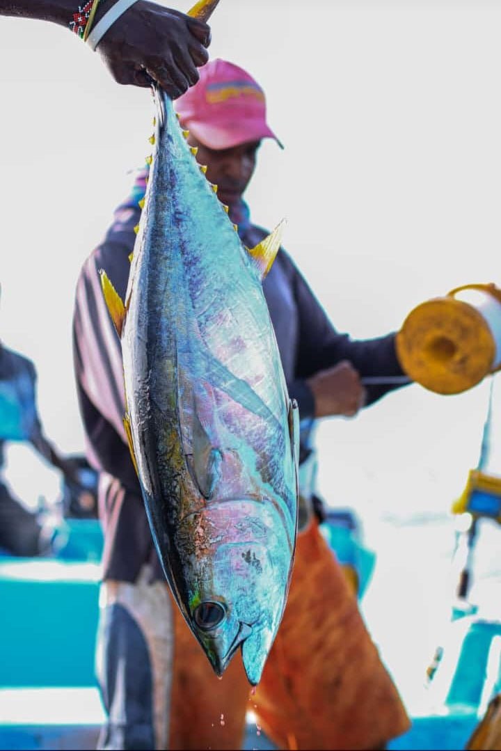 Jodari (Tuna Fish) - Mombasa Fish Market