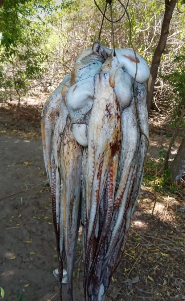 Pweza (Octopus) - Mombasa Fish Market