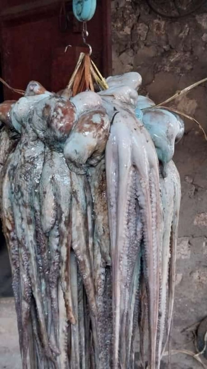 Pweza (Octopus) - Mombasa Fish Market