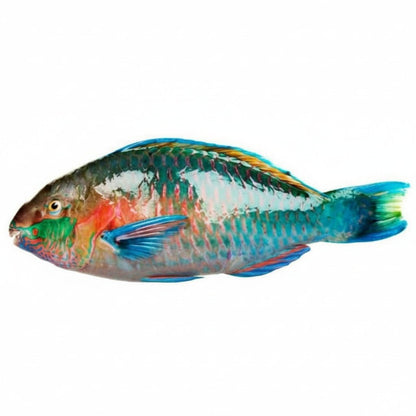 Pono (Parrot Fish) - Mombasa Fish Market
