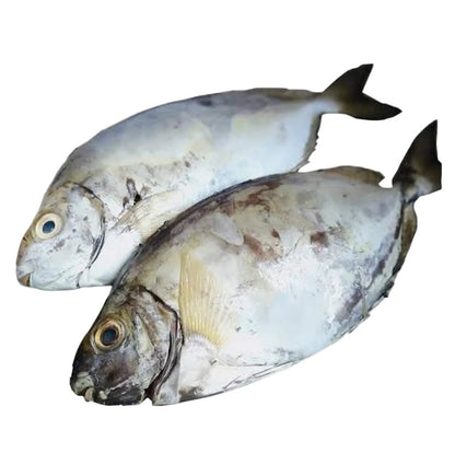 Tafi (Rabbit fish) - Mombasa Fish Market