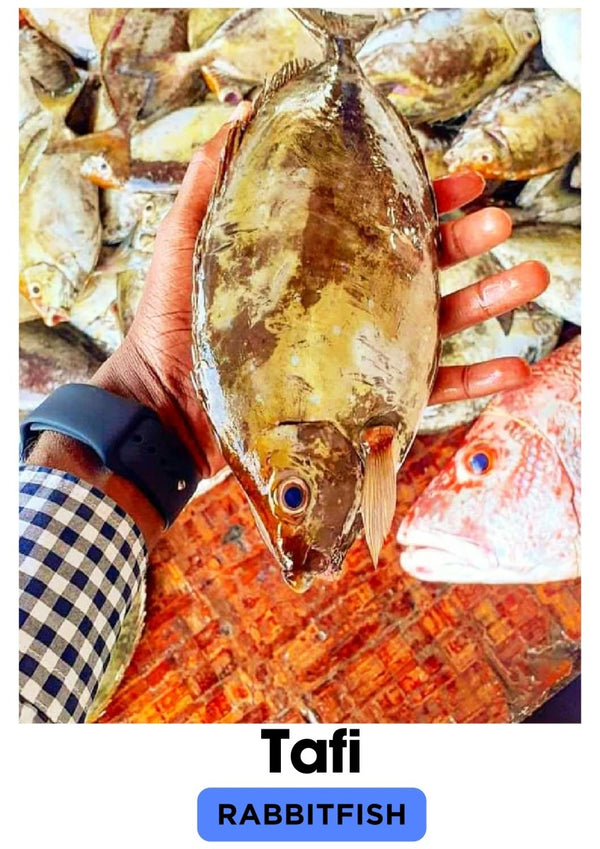 Tafi (Rabbit fish) - Mombasa Fish Market