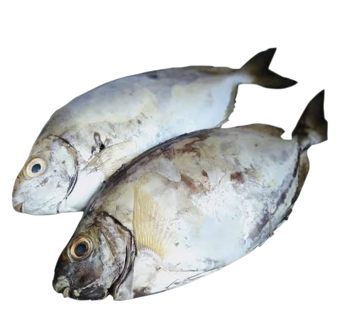 Tafi (Rabbit fish) - Mombasa Fish Market