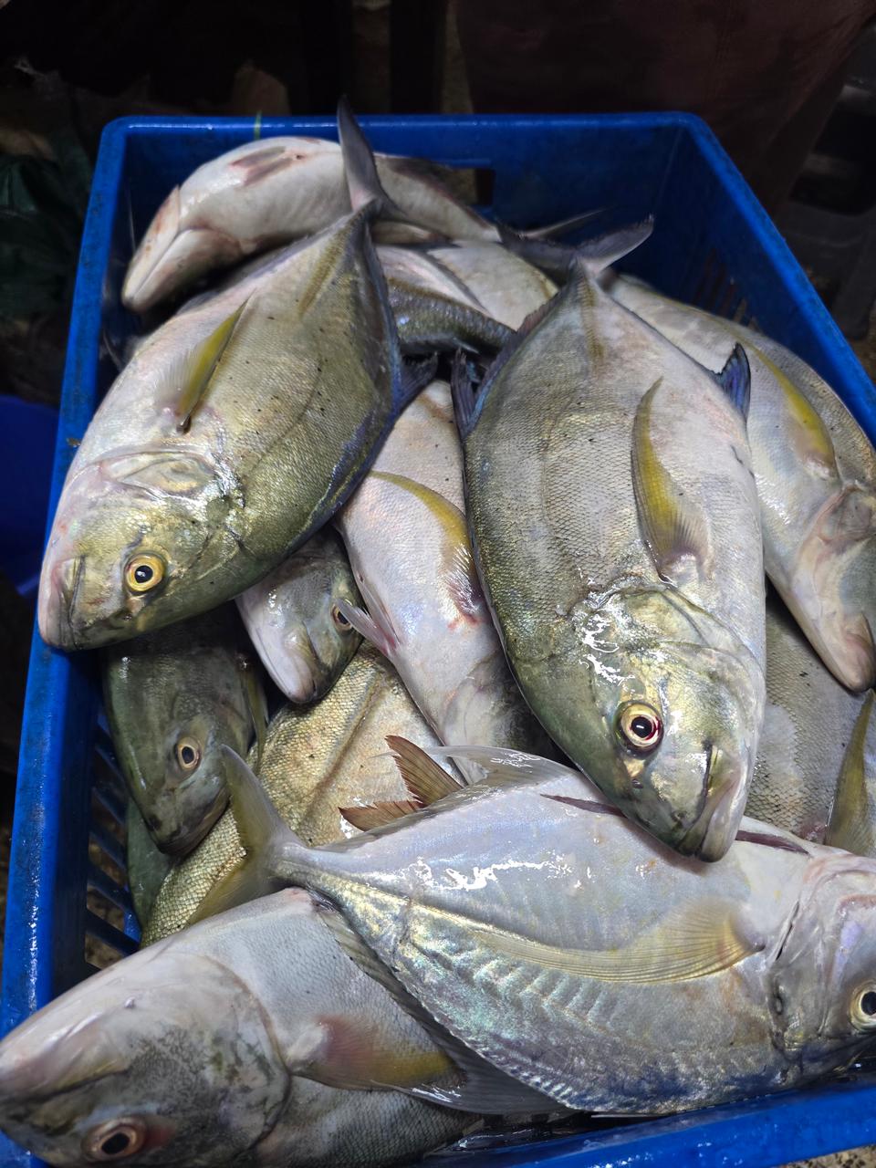 Kolekole (Trevally Fish) - Mombasa Fish Market