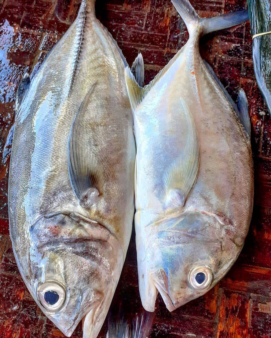Kolekole (Trevally Fish) - Mombasa Fish Market