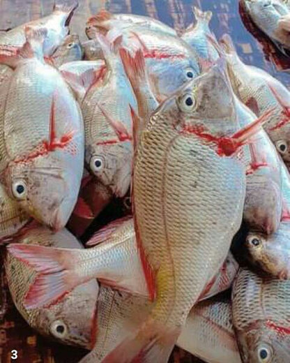 Changu (Emperor fish) - Mombasa Fish Market