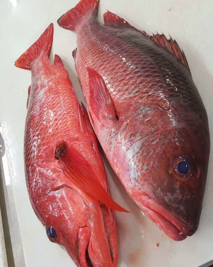 Red Snapper - Mombasa Fish Market