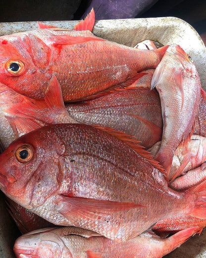 Red Snapper - Mombasa Fish Market