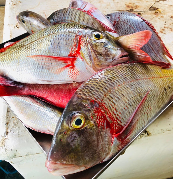 Changu (Emperor fish) - Mombasa Fish Market