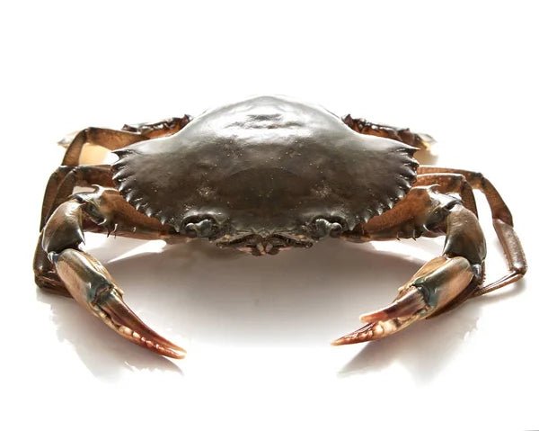 Kaa (Crab) - Mombasa Fish Market