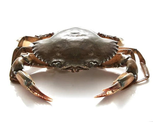Kaa (Crab) - Mombasa Fish Market